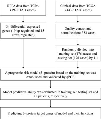 Screening Protein Prognostic Biomarkers for Stomach Adenocarcinoma Based on The Cancer Proteome Atlas